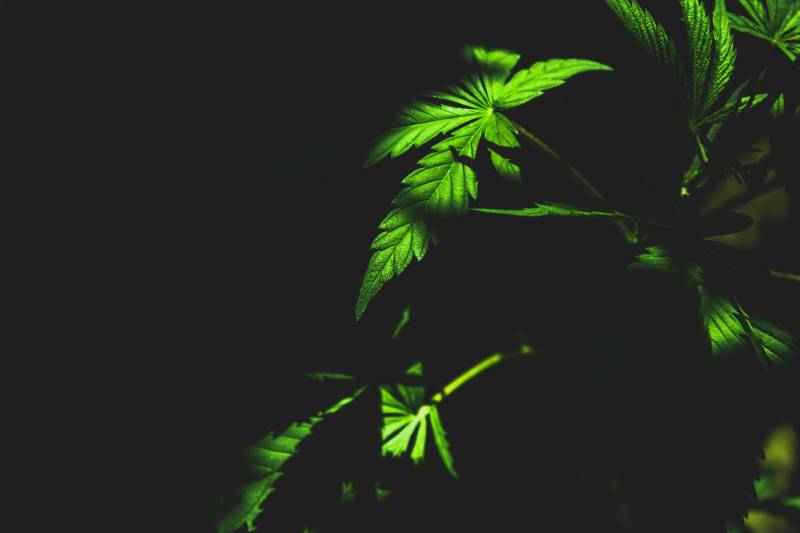 Abogado para estupefacientes en Francia Toulouse Perpinan Marsella 